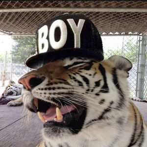 Meet your Posher, Stella